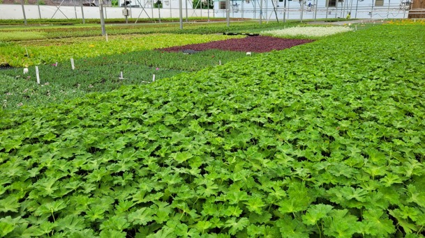 Geranium Rozanne