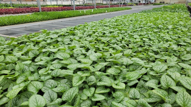 Brunnera ‘Jack Frost’